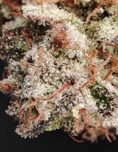 Jealousy Feminizado (Gnomes Seeds)-Gnomes Seeds-GnomesGarden