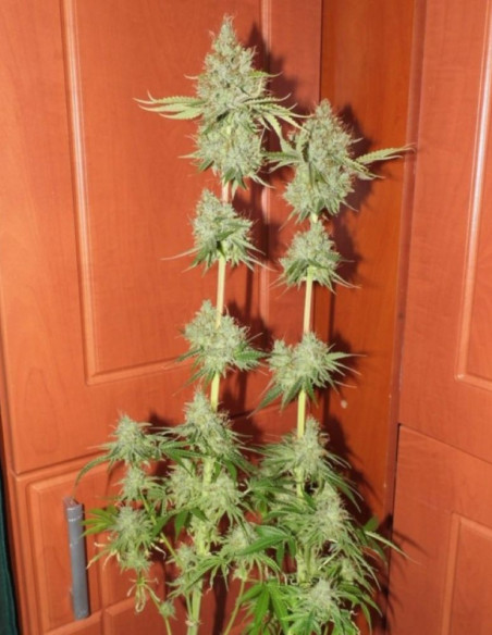 Pink Rozay Feminized (Gnomes Seeds)-Gnomes Seeds-GnomesGarden