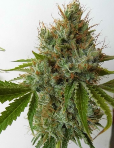 Pink Rozay Feminized (Gnomes Seeds)-Gnomes Seeds-GnomesGarden