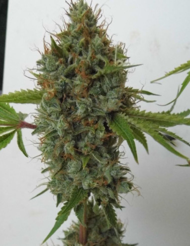 Pink Rozay Feminized (Gnomes Seeds)-Gnomes Seeds-GnomesGarden