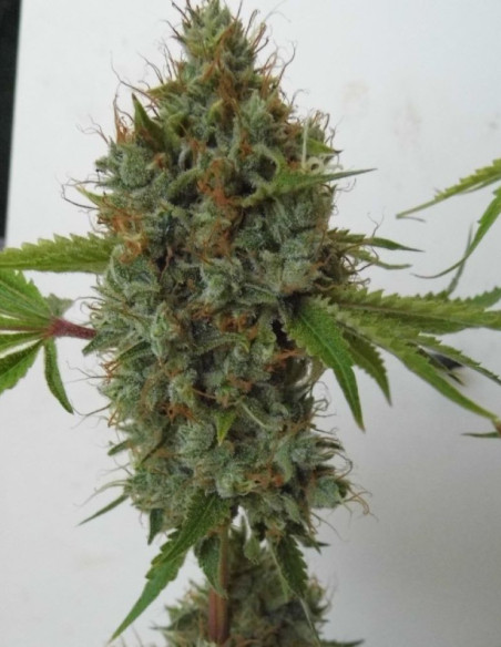 Pink Rozay Feminized (Gnomes Seeds)-Gnomes Seeds-GnomesGarden