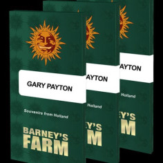 Gary Payton Feminized (Barney's Farm)