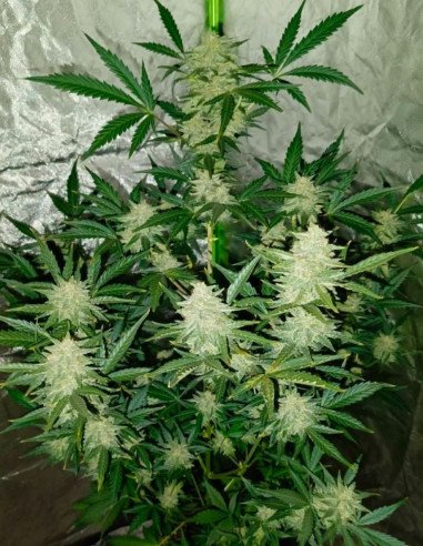 Auto WW x California Snow Feminized (Gnomes Seeds)