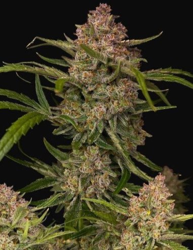 Guava Auto Feminized (FastBuds)