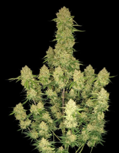 Guava Auto Feminizowane (FastBuds)-FastBuds-GnomesGarden