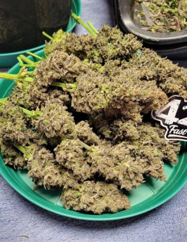 Guava Auto Feminizowane (FastBuds)-FastBuds-GnomesGarden