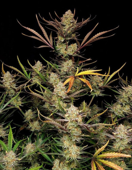Apple Strudel Auto Feminisiert (FastBuds)-FastBuds-GnomesGarden