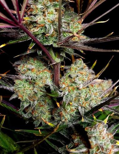 Apple Strudel Auto Feminisiert (FastBuds)-FastBuds-GnomesGarden