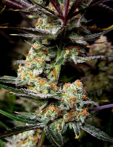 Apple Strudel Auto Feminisiert (FastBuds)-FastBuds-GnomesGarden