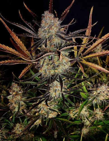 Apple Strudel Auto Feminisiert (FastBuds)