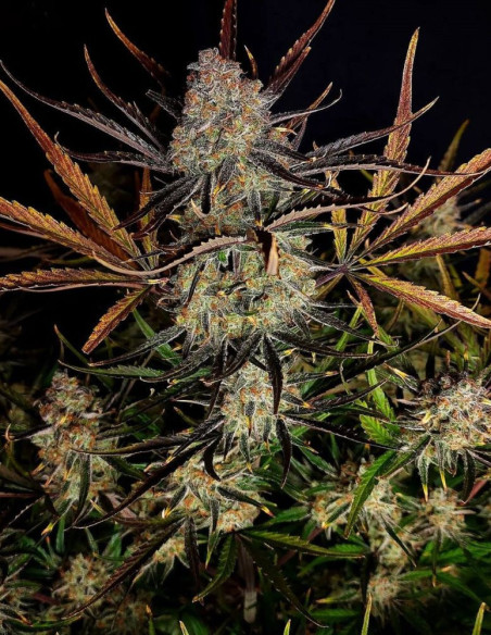 Apple Strudel Auto (FastBuds)-FastBuds-GnomesGarden