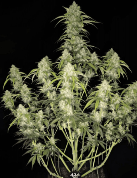 Papaya Cookies Auto Feminized (FastBuds)-FastBuds-GnomesGarden