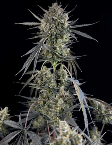Pound Cake Auto Feminized (FastBuds)-FastBuds-GnomesGarden