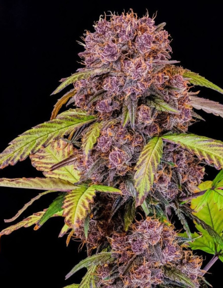 Lemon Cherry Cookies Auto Feminizowane (FastBuds)-FastBuds-GnomesGarden