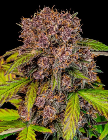 Lemon Cherry Cookies Auto Feminized (FastBuds)-FastBuds-GnomesGarden