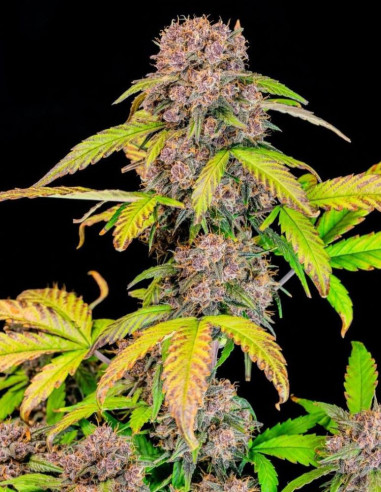 Lemon Cherry Cookies Auto Feminized (FastBuds)-FastBuds-GnomesGarden