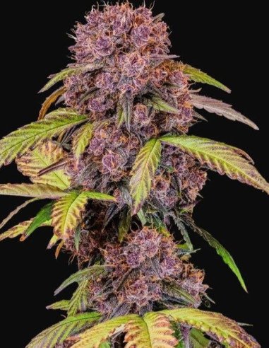 Lemon Cherry Cookies Auto Feminisiert (FastBuds)