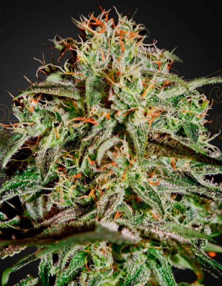 A.M.S. Feminizowane (Greenhouse Seeds)-Greenhouse Seeds-GnomesGarden