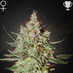 Cheese Feminized (Green House Seeds)