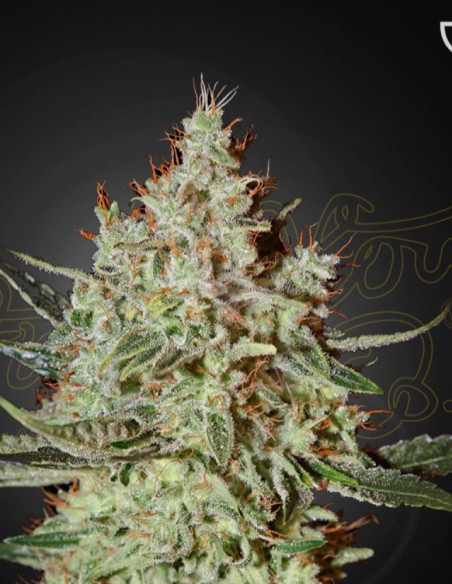 Cheese Feminizowane (Green House Seeds)-Greenhouse Seeds-GnomesGarden