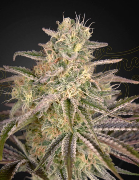 Cloud Walker Feminizowane (Green House Seeds)-Greenhouse Seeds-GnomesGarden