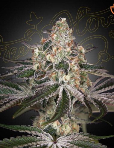 White Widow Feminizowane (Greenhouse Seeds)