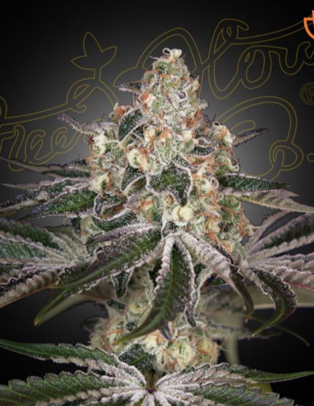 White Widow Feminized (Greenhouse Seeds)-Greenhouse Seeds-GnomesGarden