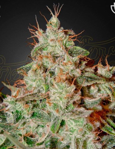 Lemon Skunk Feminized (Greenhouse Seeds)