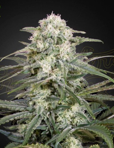 Kalashnikova Auto Feminized (Greenhouse Seeds)