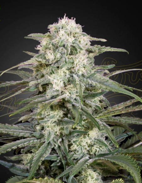Kalashnikova Auto Feminized (Greenhouse Seeds)-Greenhouse Seeds-GnomesGarden