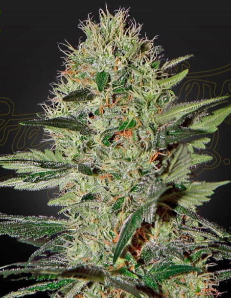 Exodus Cheese Auto Feminized (Greenhouse Seeds)-Greenhouse Seeds-GnomesGarden
