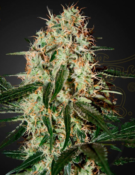 Arjan's Haze 3 Feminizowane (Green House Seeds)-Greenhouse Seeds-GnomesGarden