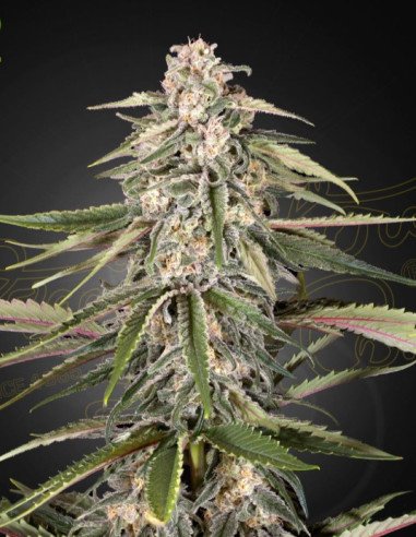 Green-O-Matic Feminizowane (Green House Seeds)