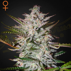Holy Punch Feminized (Green House Seeds)