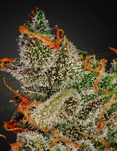 King's Kush Feminizowane (Green House Seeds)-Greenhouse Seeds-GnomesGarden