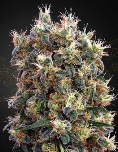 The Church Feminizowane (Green House Seeds)