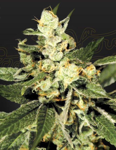 TrainWreck Feminized (Green House Seeds)-Greenhouse Seeds-GnomesGarden