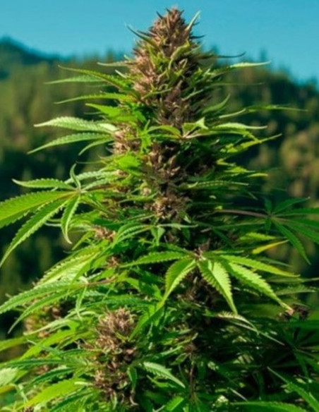 Hindu Kush Fast Feminized (BioGenetic)-Biogenetic-GnomesGarden