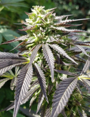 Afghan x Maroc Fast Feminized (BioGenetic)-Biogenetic-GnomesGarden