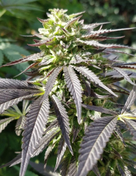 Afghan x Maroc Fast Feminized (BioGenetic)-Biogenetic-GnomesGarden
