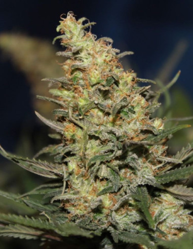 Amnesia Haze x Maroc Fast Feminisiert (BioGenetic)-Biogenetic-GnomesGarden