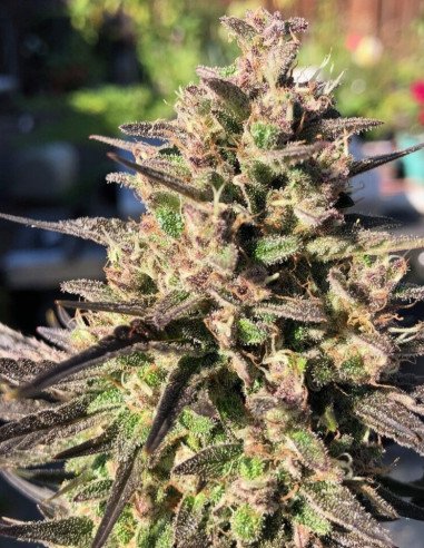 Zkittlez x S6 Fast Feminized (BioGenetic)
