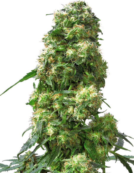 Early Skunk Feminized (Sensi Seeds)-Sensi Seeds-GnomesGarden