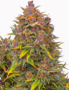 Auto Purple Skunk Feminizowane (Gnomes Seeds)