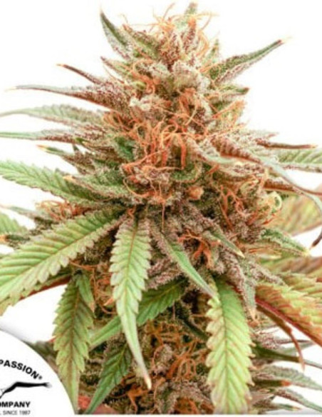 Durban Dew Feminized (Dutch Passion)-Dutch Passion-GnomesGarden