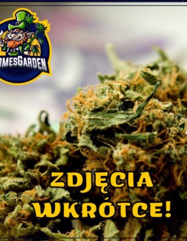 Auto Magnum XXL Feminizowane (Gnomes Seeds)