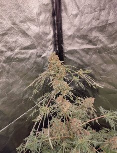 Supa Freak Show Regularne (Gnomes Seeds)