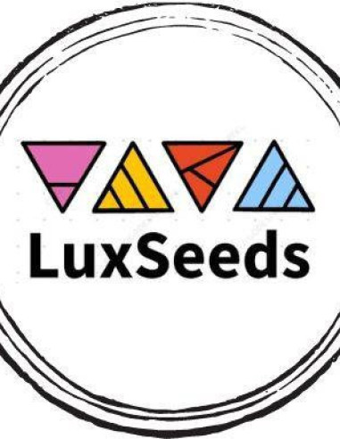 Orange Pearl Feminized ( LuxSeeds )-LuxSeeds-GnomesGarden