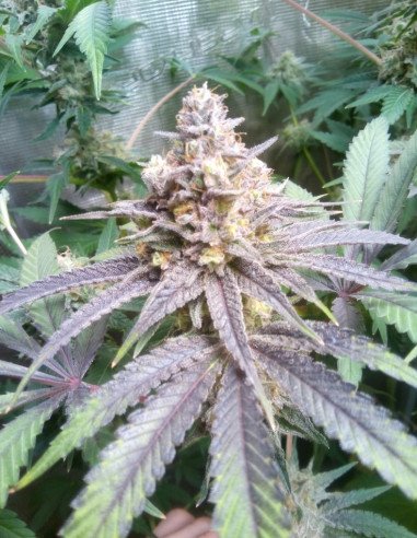Orange Pearl Feminized ( LuxSeeds )