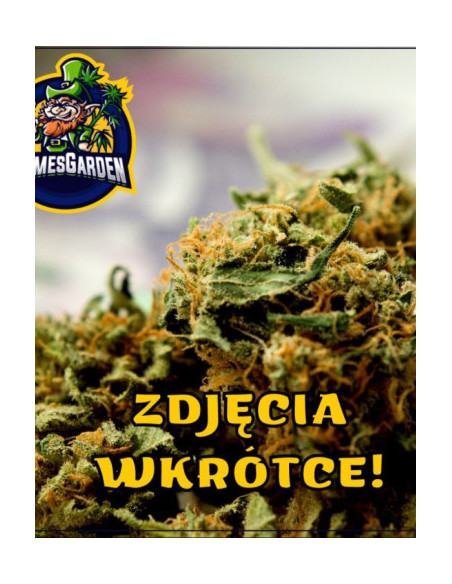 White Raspberry Feminizado (Gnomes Seeds)-Gnomes Seeds-GnomesGarden